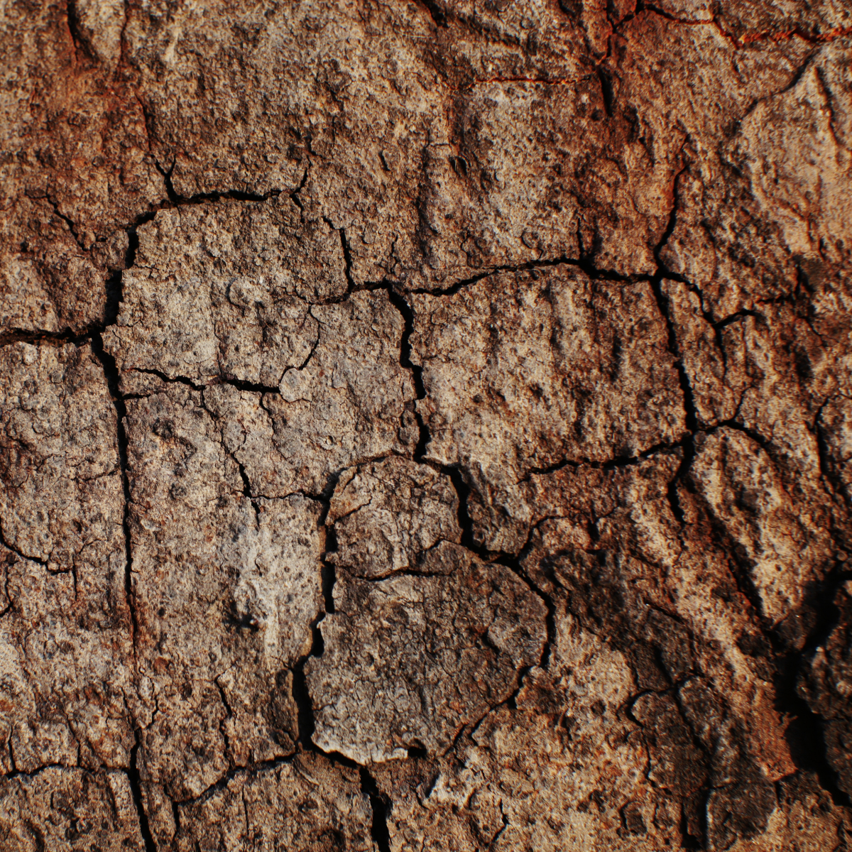 Mastering Rough Terrain with the RT250